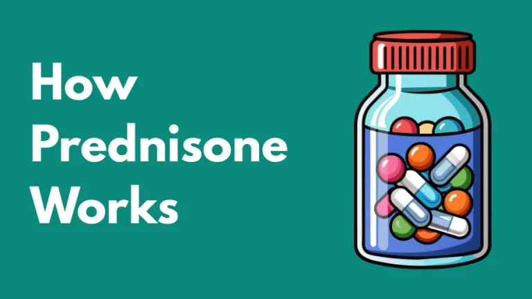 prednisone and semaglutide interactions How Prednisone Works