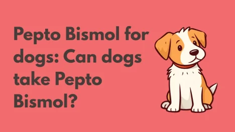 Pepto Bismol for dogs: Can dogs take Pepto Bismol? Pepto Bismol for dogs: Can dogs take Pepto Bismol?